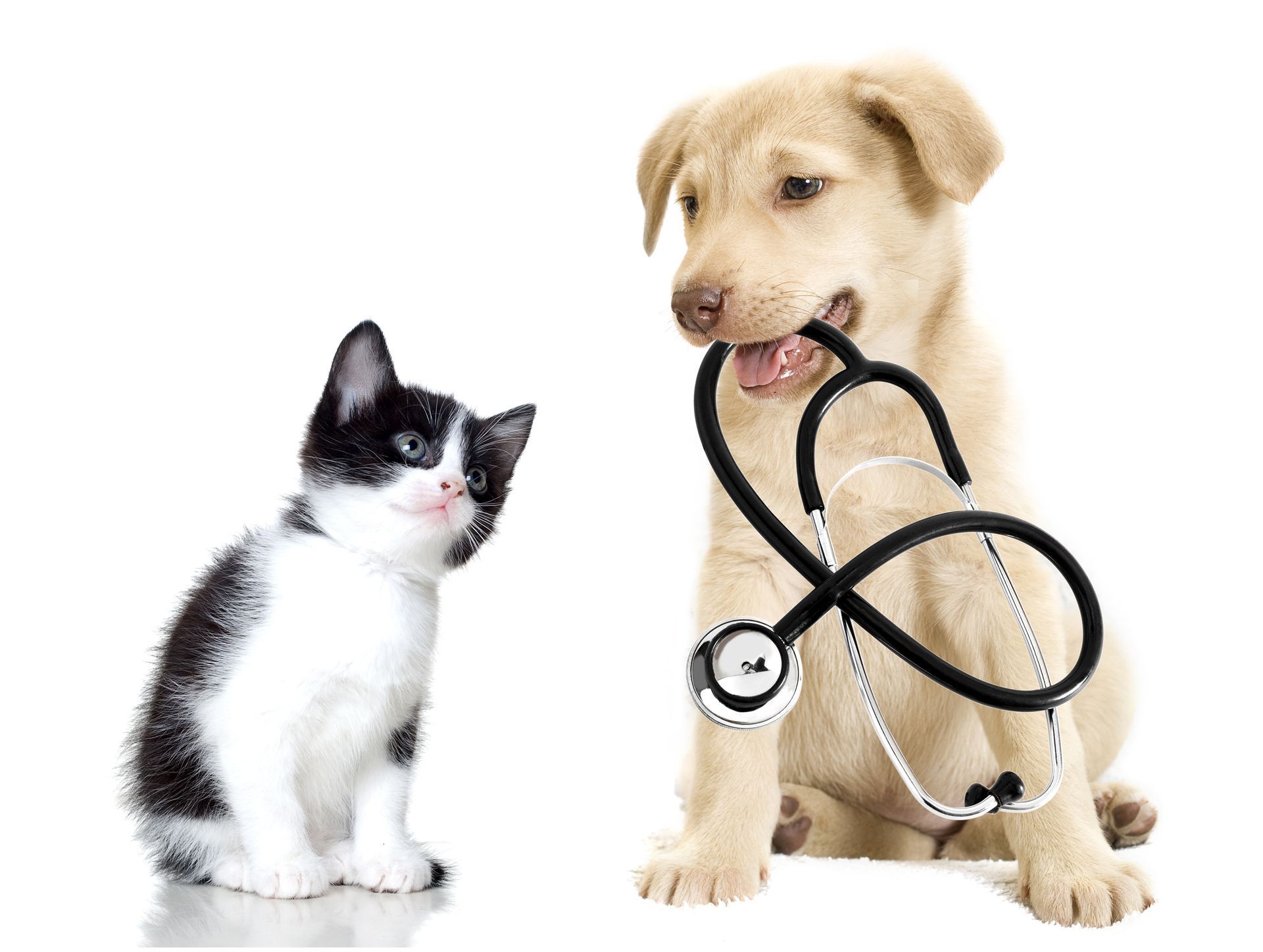 Cute Dog and Cat in Hospital — Twinsburg, OH — Animal Hospital At Ethan's Green