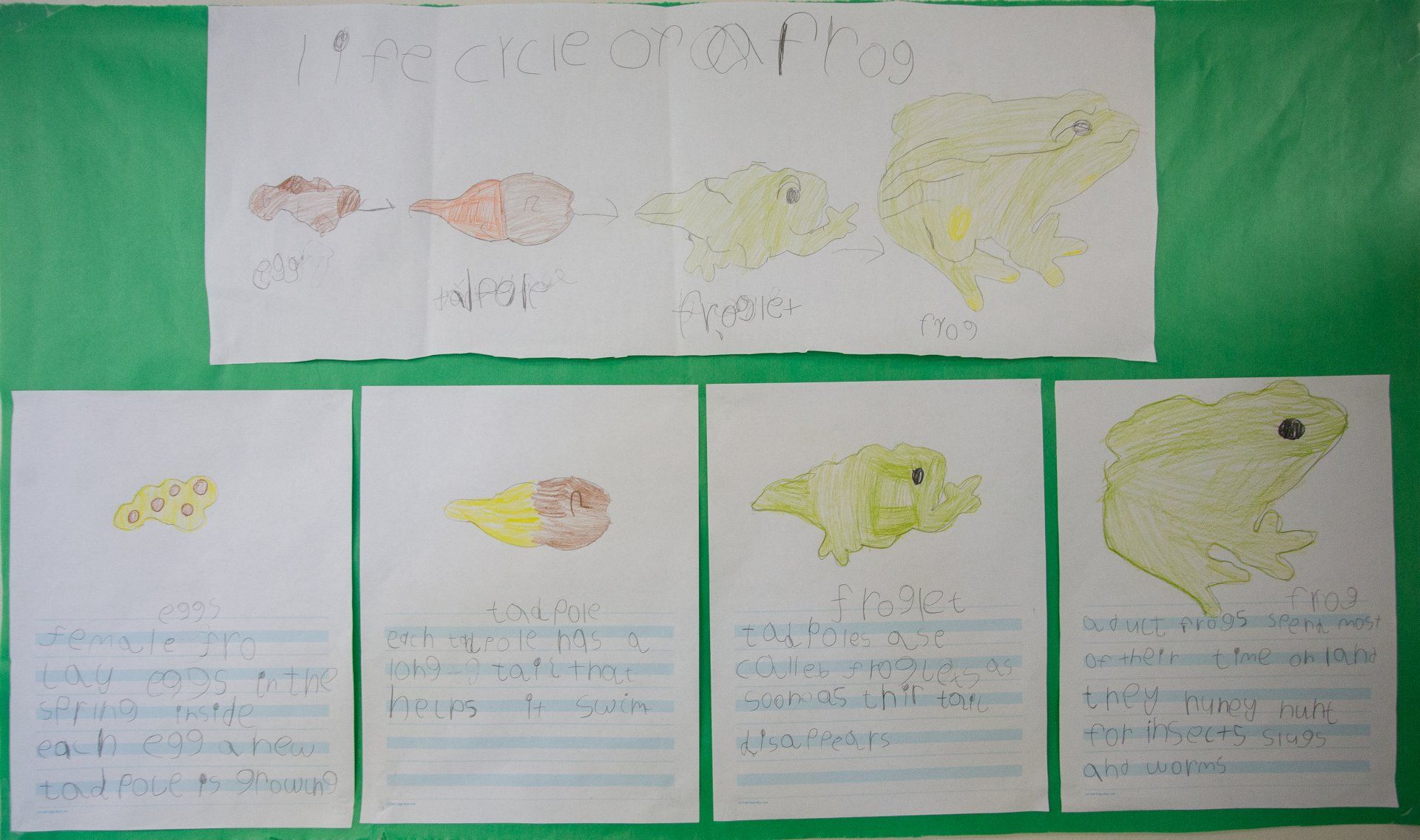 Types-of-Whales