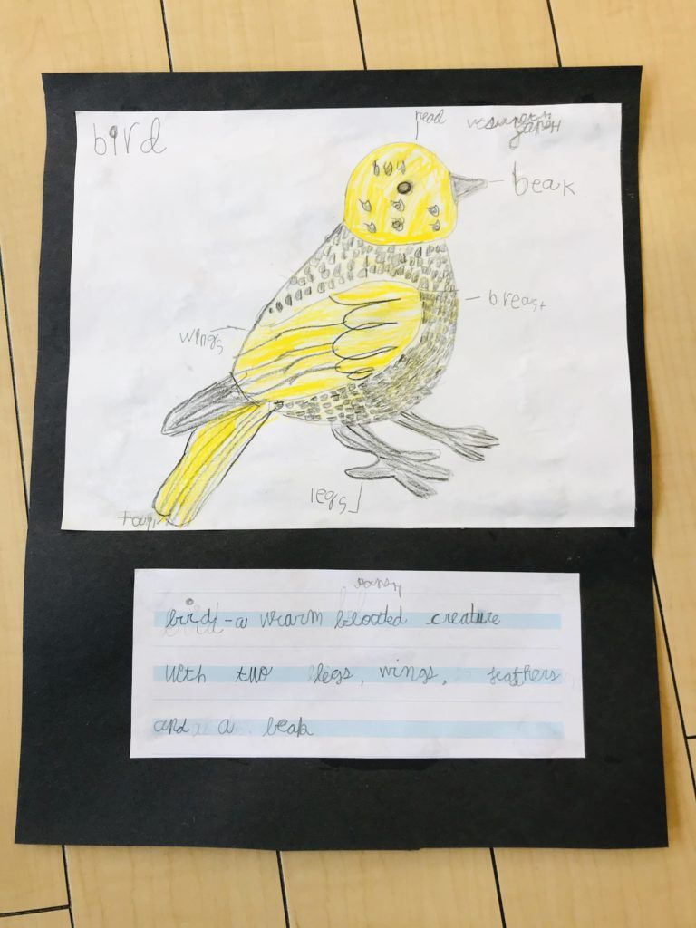 Parts-of-a-Bird-Wijenayake