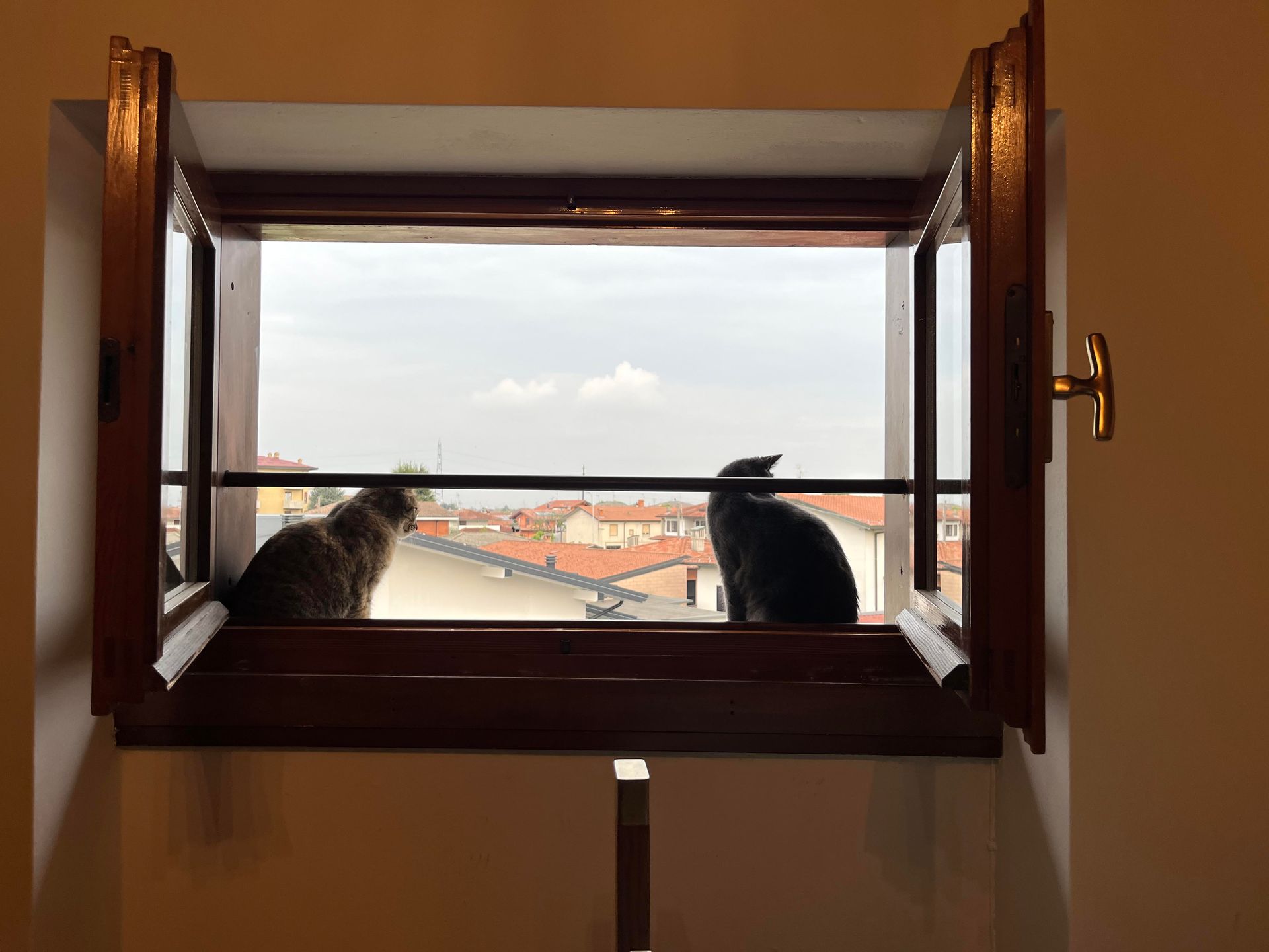 The two traveling cats: Athena and Mishobar