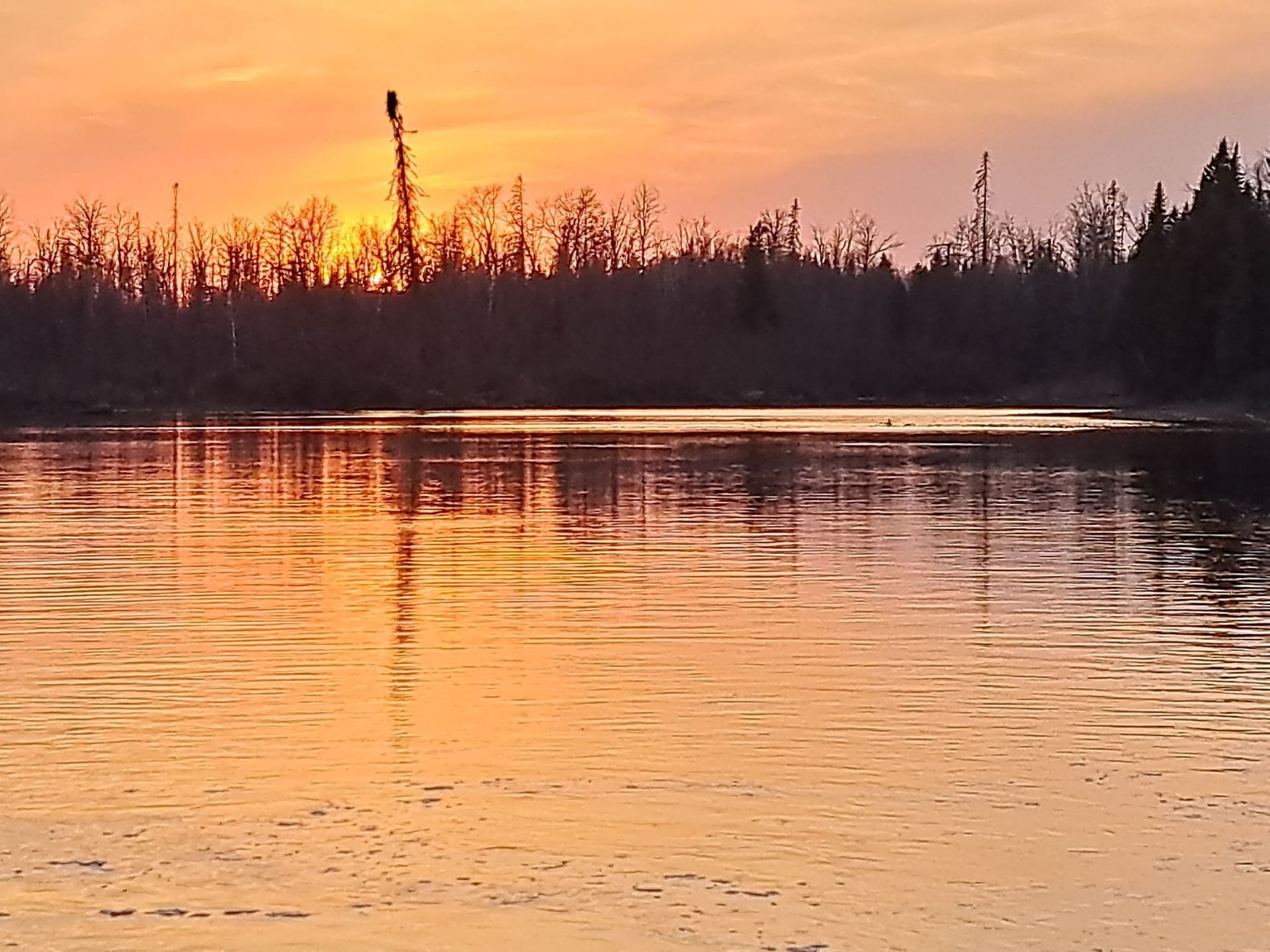 Golden sunset reflected on calm, dark river water against a silhouette of silhouetted trees.