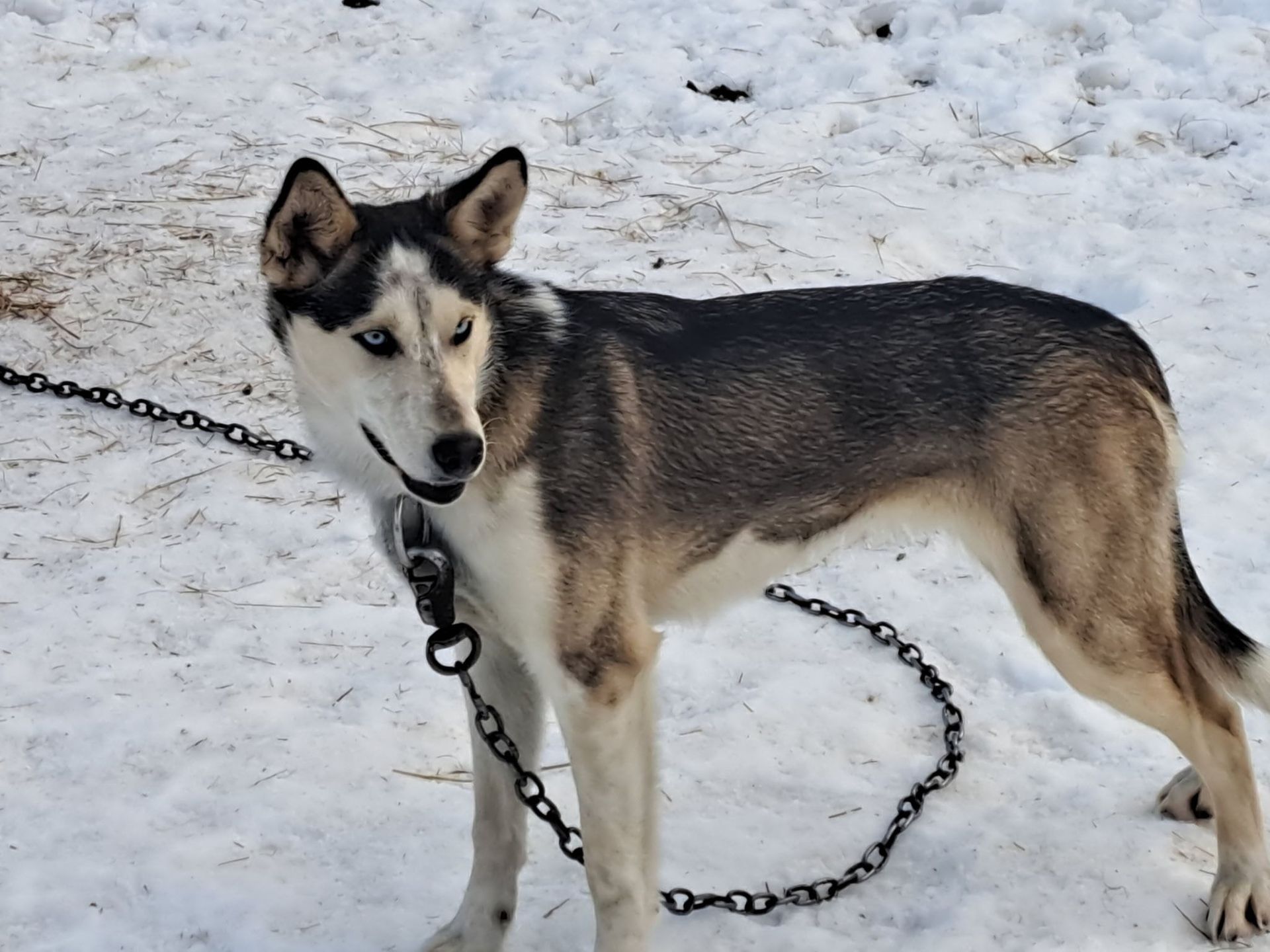 A husky with heterochromia standing on snow, tethered by a chain, looking toward the left.