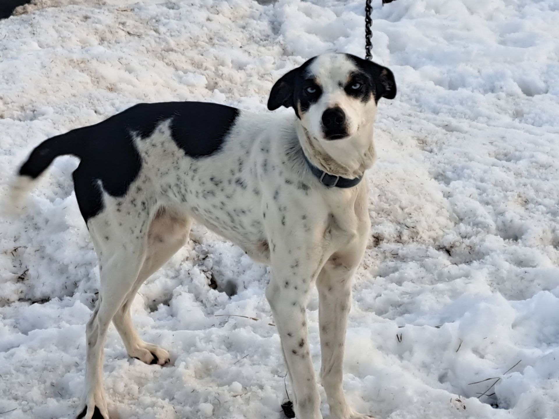 A black and white spotted dog stands in the snow, looking toward the camera while attached to a leash.