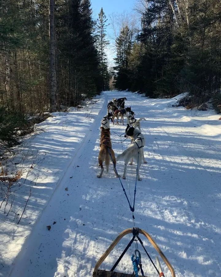 A team of sled dogs pulls a sled along a snow-covered path through a forest.
