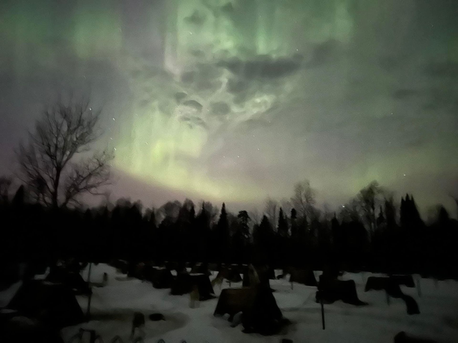 Green aurora borealis shines over a dark, snow-covered forest at night.