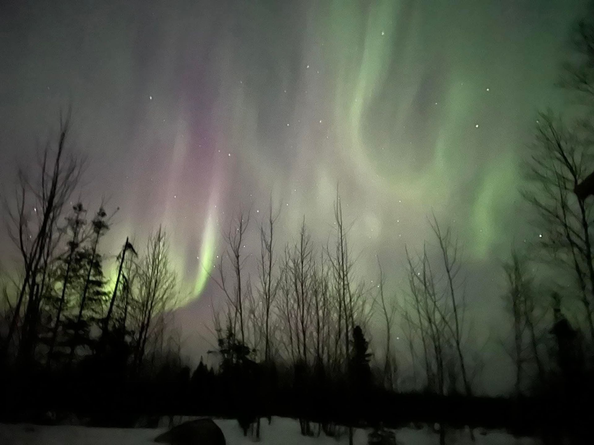 Vibrant green and purple aurora borealis lights illuminate a night sky over a snow-covered forest with dark, bare trees.