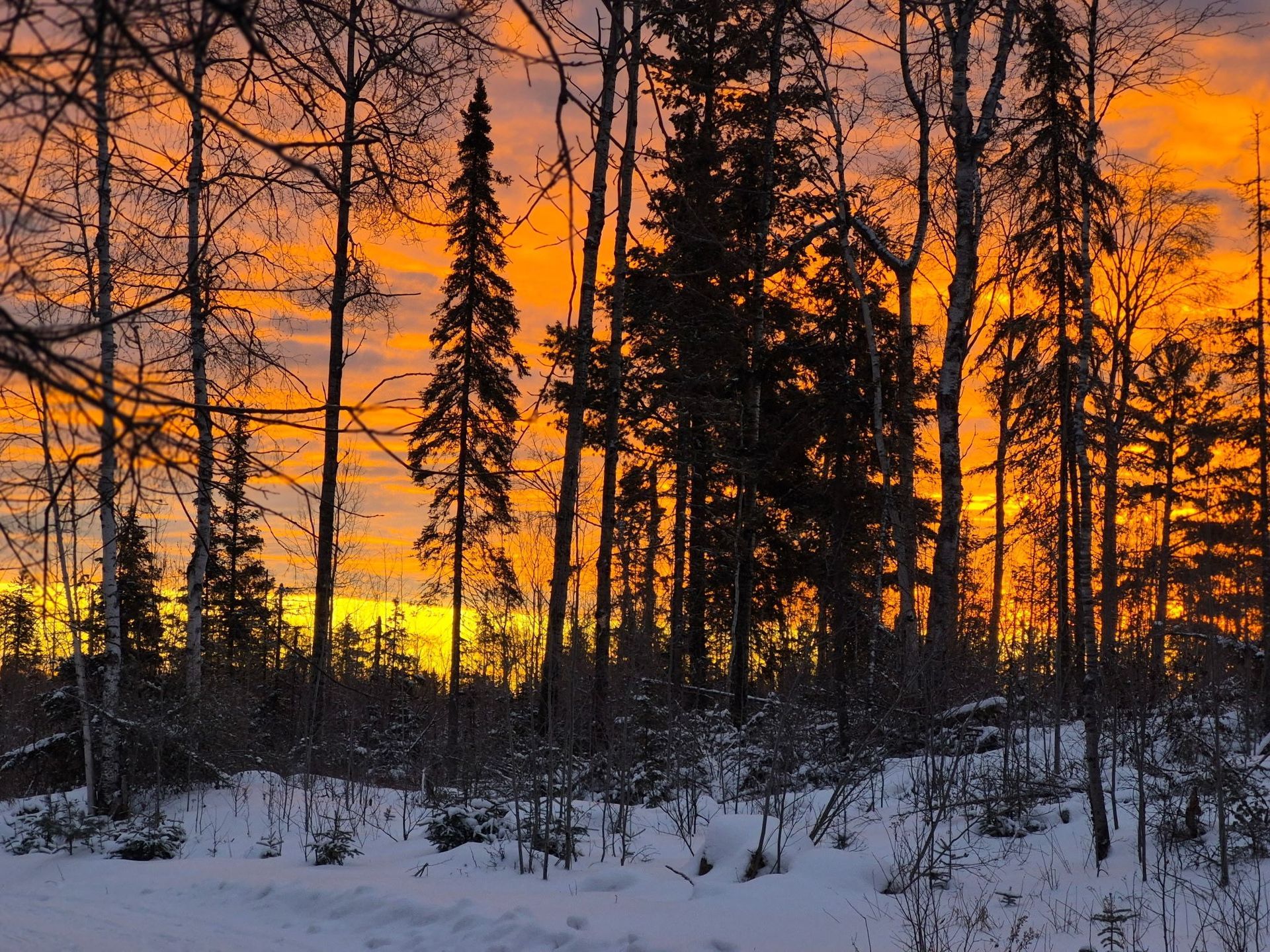 A vibrant orange and yellow sunset glows behind a silhouette of tall, thin evergreen and deciduous trees over snowy ground.
