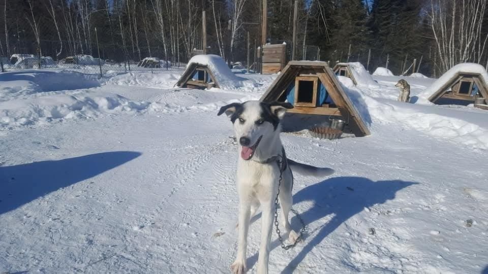 A black and white husky stands on snow in front of an A-frame dog house at a snowy kennel.