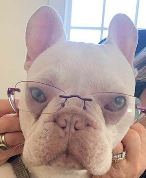 White French Bulldog wearing glasses, held by two hands, looking at the camera.
