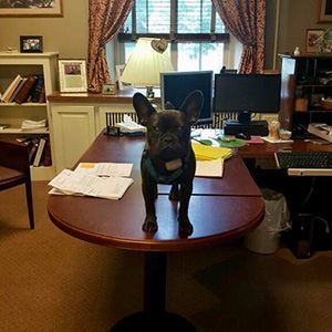 Black French bulldog stands on a desk in an office, papers scattered around.