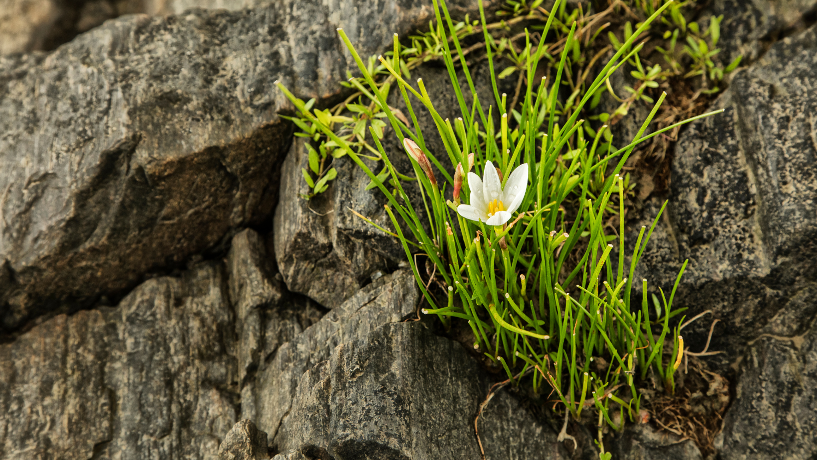Flower growing among rocks proof of resilience