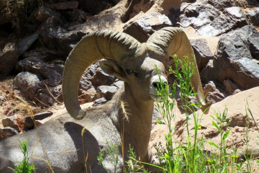 A ram with large horns is standing in the grass near some rocks.