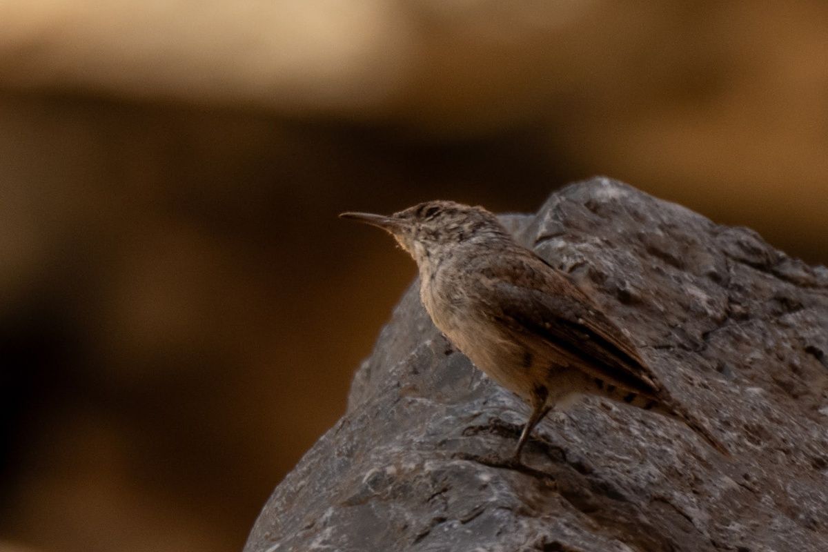 A small bird perched on top of a rock.