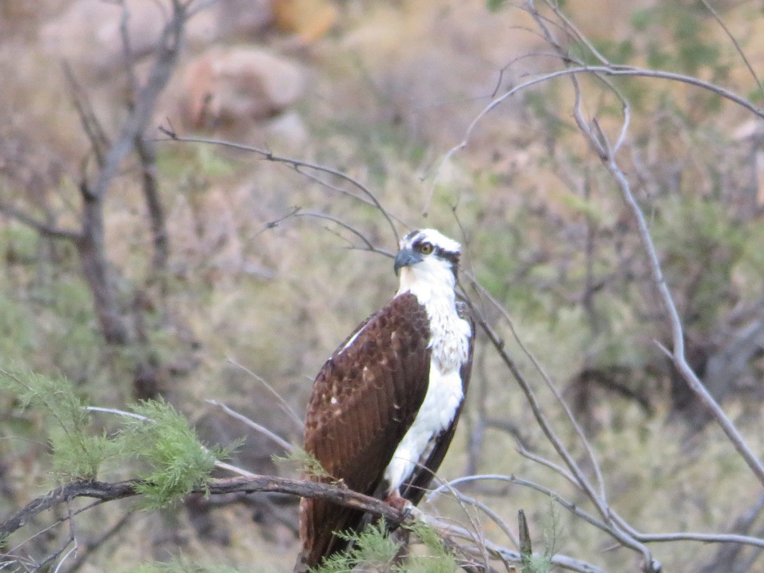 A brown and white bird is perched on a tree branch.