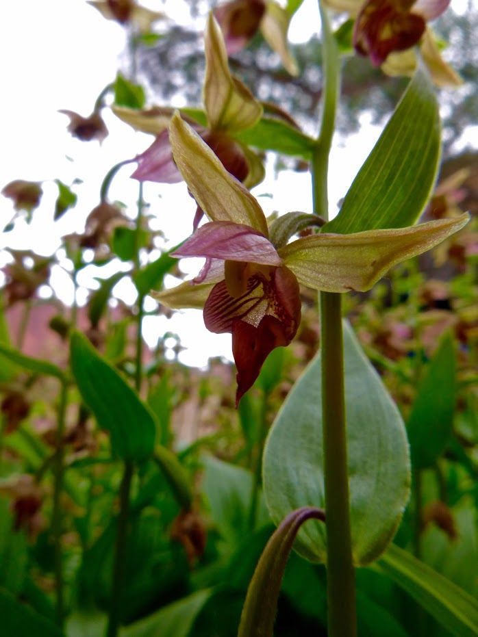 A close up of a flower in a field