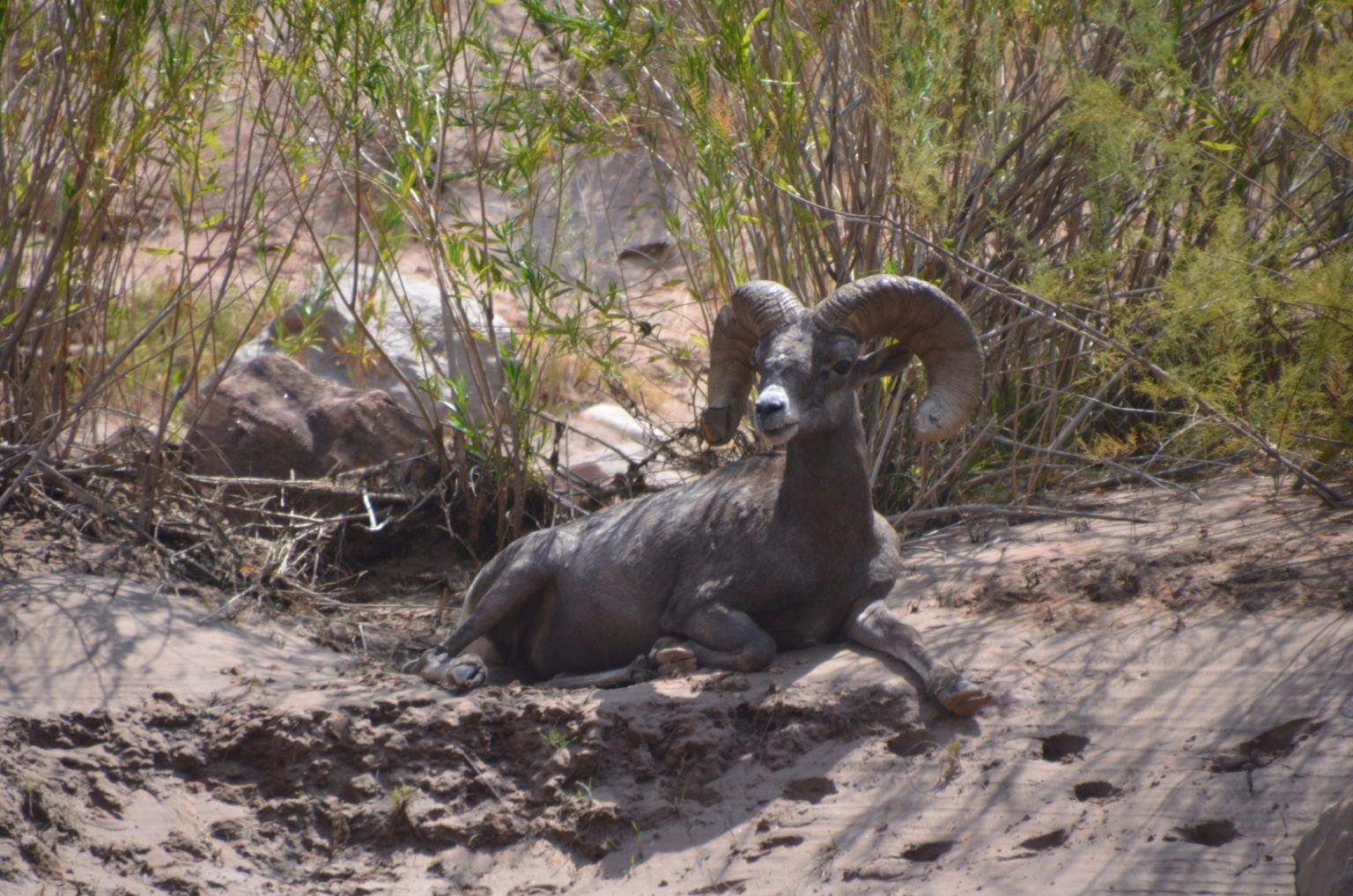 A ram is laying on the ground in the dirt.
