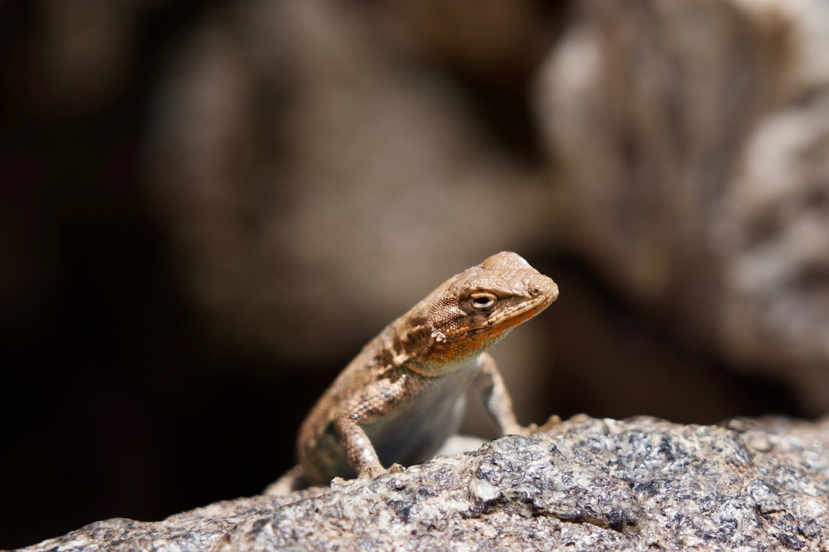 A small lizard is sitting on top of a rock.