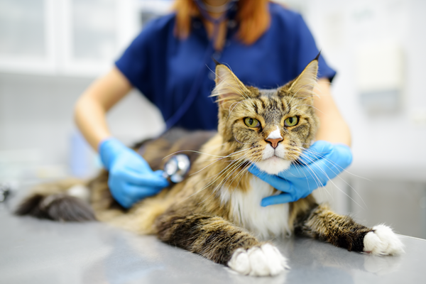 Veterinarian holding a tabby cat on an exam table in a clinic