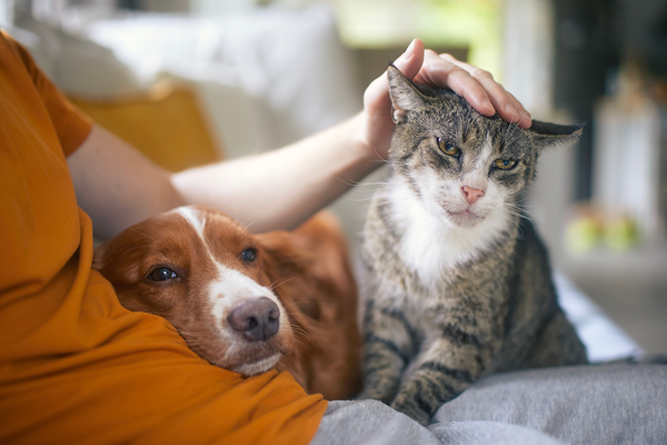 Person petting a gray cat beside a brown-and-white dog on a couch