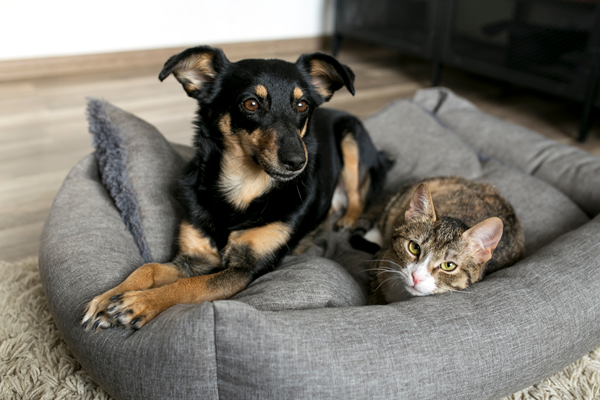 Black-and-tan dog and tabby cat resting together in a gray pet bed