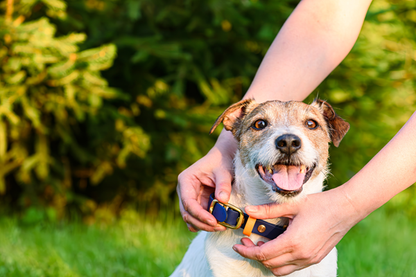 Happy dog being petted on a grassy lawn by two hands, with a blurred green background