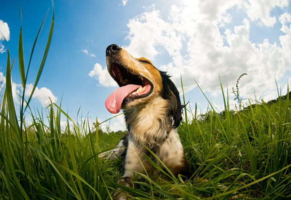 Dog in tall grass with mouth open and tongue out under a blue sky with clouds