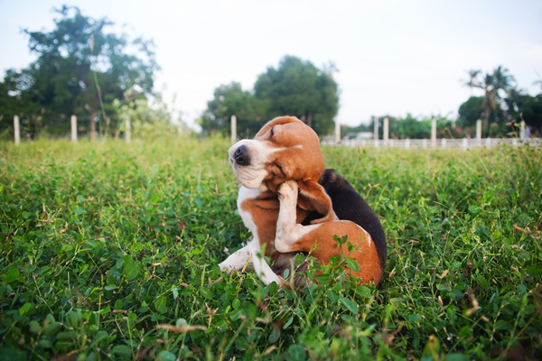 Beagle sitting in tall green grass with a blurred field and fence in the background
