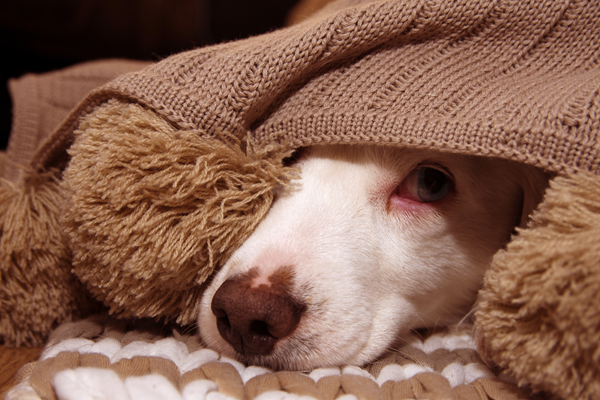 White dog peeking from under a brown blanket, resting on a patterned cushion