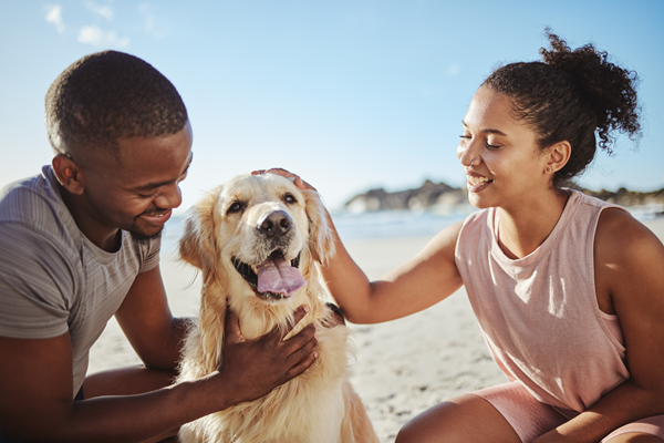 Two people petting a happy golden retriever on a sunny beach