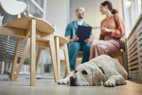 Dog lying on a wooden floor while two people sit and talk in a bright room