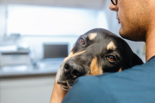 Person holding a black-and-tan dog resting its head on their shoulder in a bright indoor room