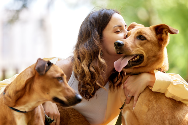 Woman cuddling two dogs indoors, including a tan dog with its tongue out