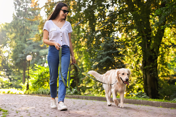 Woman walking a golden retriever on a sunlit park path
