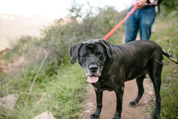 Black dog on a red leash standing on a grassy trail with a person in jeans in the background