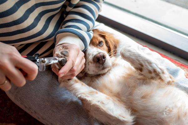 Person clipping a fluffy brown-and-white dog’s nails on a windowsill