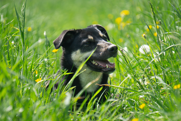 Black dog in tall green grass, looking left with mouth open outdoors