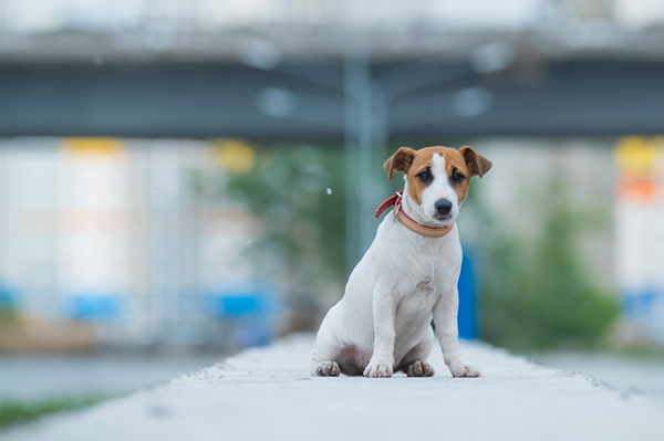 Small white-and-brown dog sitting on a path, wearing a red collar, with a blurred bridge in the background
