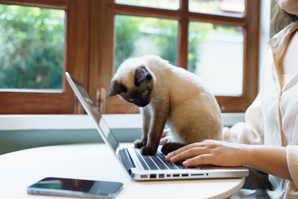 Small monkey on a laptop beside a person at a table, with a phone nearby and a window in the background