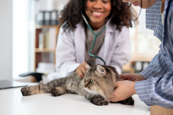 Veterinarian examining a relaxed tabby cat on a clinic table while the owner holds it gently
