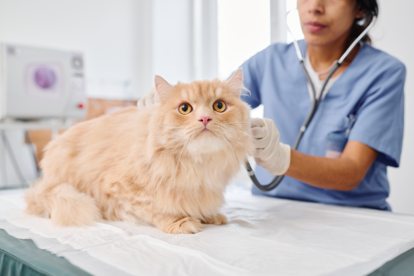 Fluffy orange cat on an exam table while a veterinarian in scrubs examines it with a stethoscope
