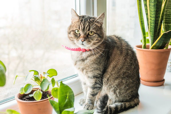 Tabby cat with a pink collar sitting on a windowsill beside potted plants