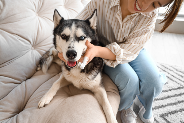 Person petting a husky on a beige couch, with the dog looking relaxed and panting