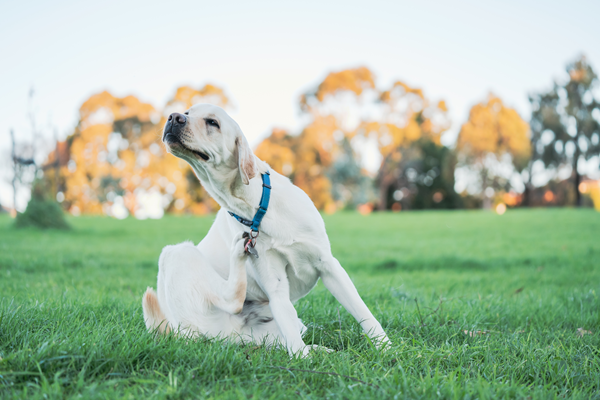 White dog sitting on green grass, wearing a blue collar and scratching its neck outdoors