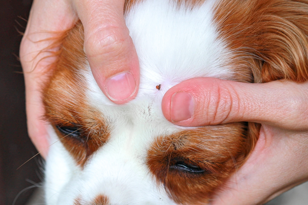Hands examining a dog’s eye, with fingers gently holding the eyelids open