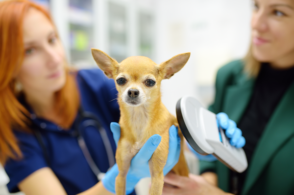 Small tan dog being examined by two vets in a clinic, with a stethoscope and blue gloves