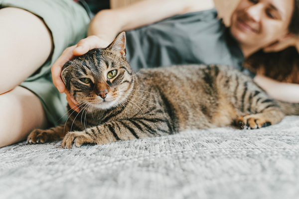 Tabby cat lying on a rug while a person pets it in a cozy room