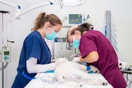 Veterinarians in scrubs examine a small white dog on a clinic table in a bright exam room