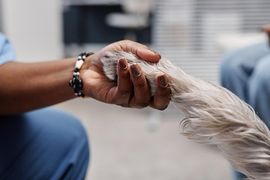 Person gently holding a white dog’s paw indoors