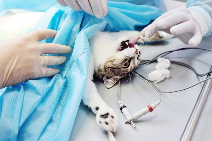 Cat undergoing veterinary treatment on an exam table, covered with a blue blanket, with medical tubes and gloved hands nearby