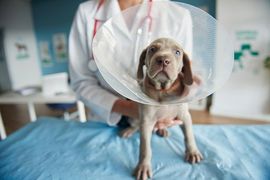 Dog wearing a cone on a veterinary exam table with a vet in the background